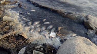 Descubren mortandad de peces en la presa de San José del Progreso, Oaxaca